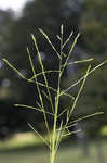 Savannah-panicgrass